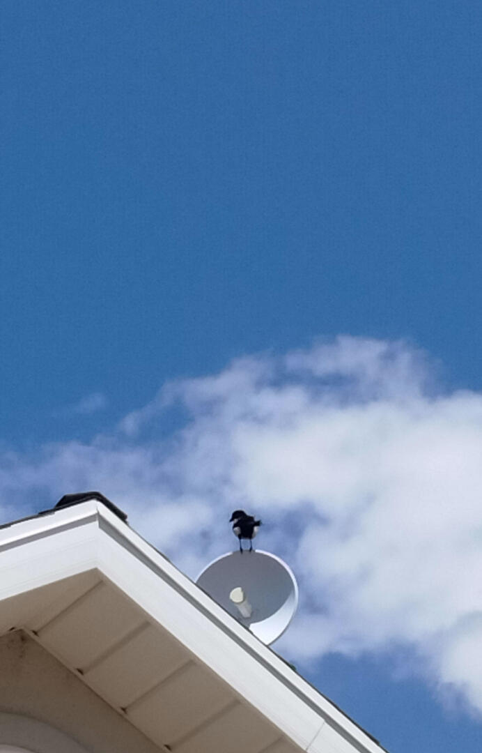 Photo of a bird sitting on a roof.