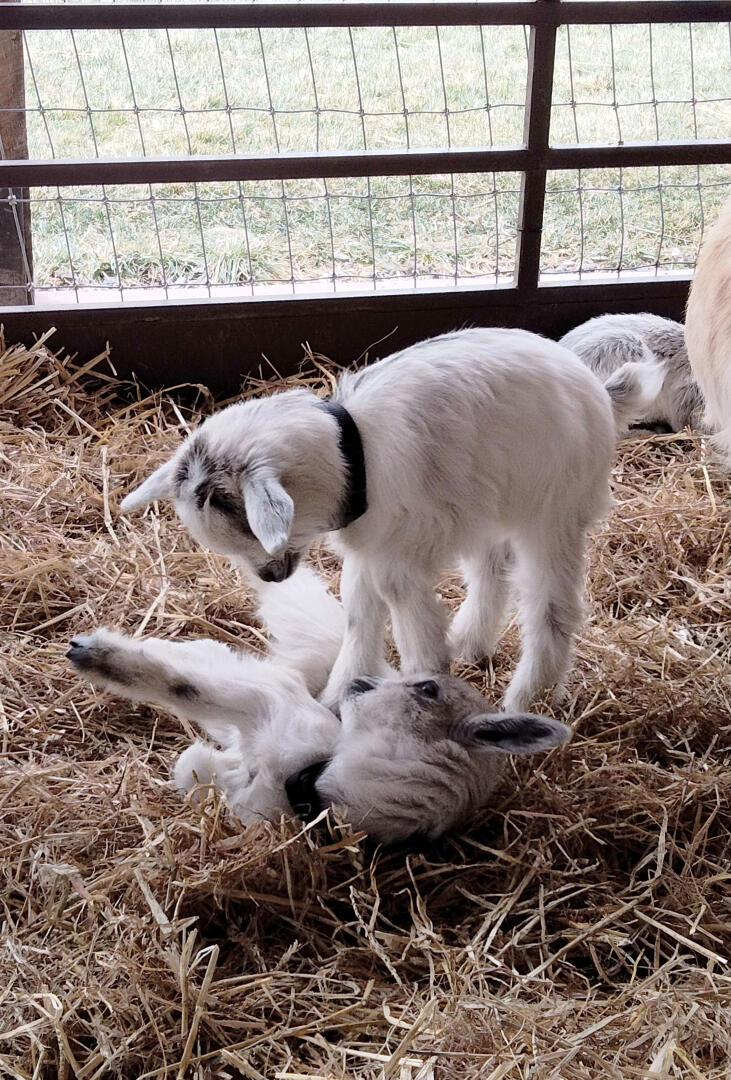 Photo of two baby goats playing with each other.